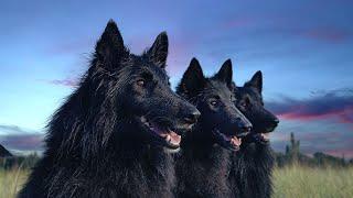 Top 10 Popular Black Dog Breeds