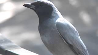 Black-Faced Cuckoo-Shrike