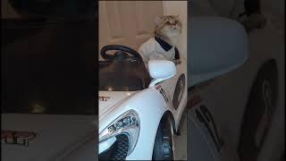 Cats Driving Car️️!Cute And Funny Cats Videos|Cats Activities2021 #shorts #cats #Catsshortsvideo