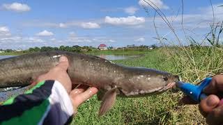 MANCING HARUAN... CATCHING SNAKEHEAD USING MULTIPLE LURES SNAKEHEAD FISHING PHILIPPINES...