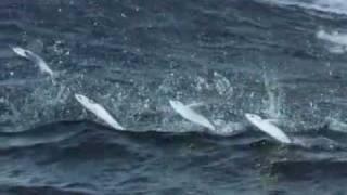 Flying Fish | BIOTV