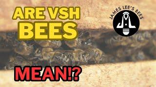 Beekeeping Myths: The nature of my VSH bees revealed!