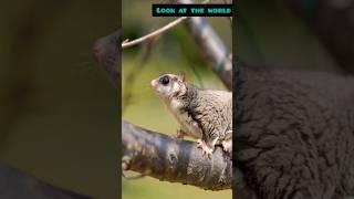 Meet the Incredible Sugar Glider: Nature's Tiny Acrobat!