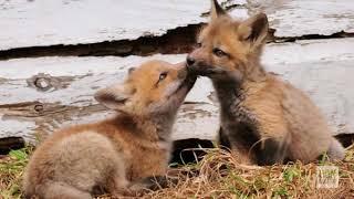 Fox kits found hanging out in Lincoln neighborhood