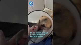 Пса без носа спасают новосибирские волонтёры