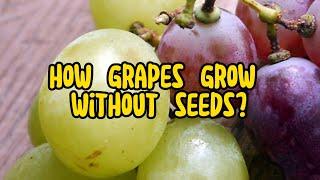 Bagaimana cara menanam anggur tanpa biji tanpa biji? Mengungkap Rahasianya