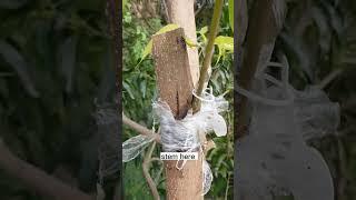 HOW TO GRAFT MANGO / MANGO TOPWORKING