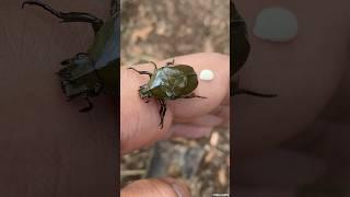 Flightless Green Drone Beetle #shorts