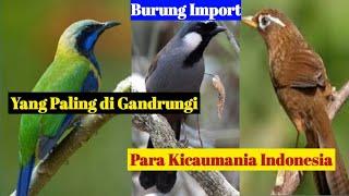 Beberapa Burung Impor yang Sedang Diminati Para Kicau Mania di Indonesia.