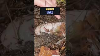Lake Axolotl Swalloed WHAT? Amazing Rescue! #axolotl