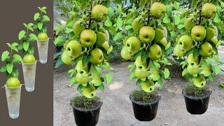 New Technique: Grafting Apples In a cup of water with banana, How To Grow ApplesTrees Many Fruits