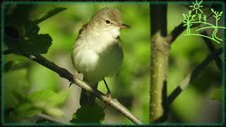Голоса птиц Как поёт Камышовка садовая (Acrocephalus dumetorum)
