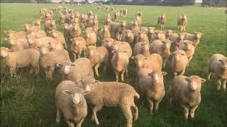 Rotational grazing sheep, a look at one paddock in the rotation over 6 months, April born lambs