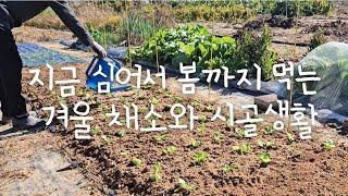 sub) Winter vegetables that we plant now and eat until spring and Korean rural life 