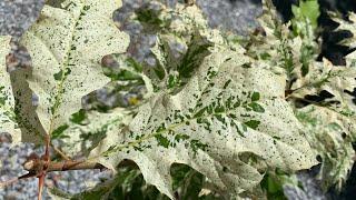 Quercus rubra 'Greg’s Variegated' Variegated Red Oak Tree | Rare Plant Spotlight MrMaple.com