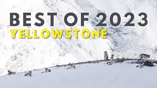 Yellowstone Wildlife: Best of 2023 from Yellowstone National Park