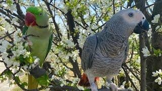 Talking Alexandrine parrot Greeting Grey parrot