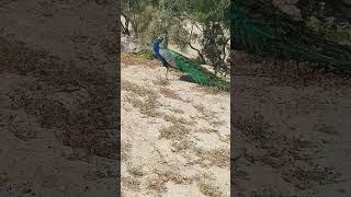 "When a Peacock Hits the Party Scene: Mykonos Edition!" #PeacockParty #MykonosMadness