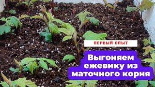 Выращивание ежевики из маточного корня.