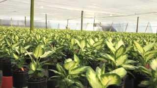 Costa Farms Corporate Video