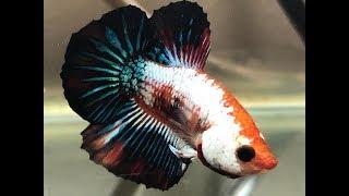 ALIMENTACION DE BETTAS POR ETAPAS