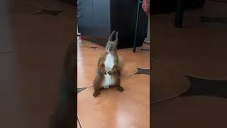 Тик ток про животных / тик ток животные / смешные животные / приколы / тренды тик ток / белка /