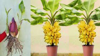 Great Technique For Grafting Banana Tree Growing fast with aloe vera | How to grow banana trees