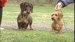 Dachshund - AKC Dog Breed Series