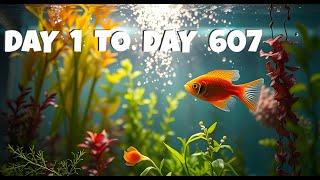Self Sustaining Ecosystem Aquarium.  No Filter, No Water Change, No CO2
