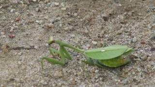 Mantis religiosa