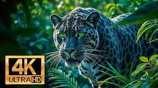 Animal Kingdom 4K - Wild Animals of Europe & Relaxing Nature 4K - Beautiful Piano Music