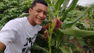 VEJA SÓ: MOSTRANDO A PLANTAÇÃO DE MILHO DO SÍTIO E MOSTRANDO AS FRUTÍFERAS FRUTIFICANDO