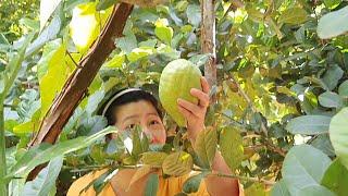 Harvesting Citron fruit from my farm near Bangalore  So happy 