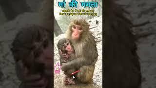 Monkey ne ye kya kiya// Cute monkey// bandar //