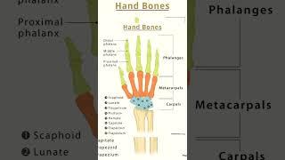 Bones #skull #bones #medico #biology #medical #science