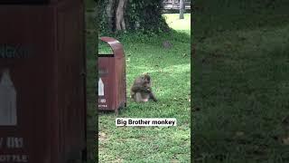 Do you know me ? I’m big Brother monkey in Angkor wat #shorts #monkey