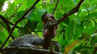 ALBA's daily life ! I know you are hungry, but it can't be eaten Come down, i give a banana to eat