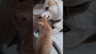 Котенок и собака. #котенок #собака #котопес