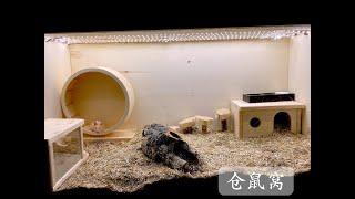 仓鼠（ part 2 ）DIY 仓鼠窝/两种仓鼠窝，它最爱哪一个？/DIY Hamsterhaus