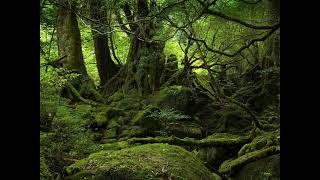 Falkenstein - Heiliger Wald