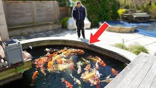 Delivering a 98cm Japanese Koi Fish! 