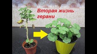 ГЕРАНЬ НЕ ВЫБРАСЫВАЕМ!!  ПРЕВРАТИМ В РОСКОШНЫЙ КУСТ