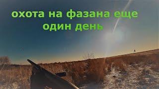 Охота на фазана на Дальнем Востоке# еще один день с мр-155