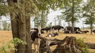 Dairy Farm for sale in North Florida 160 acres