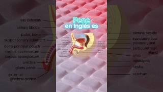 PENE  EN INGLÉS | Interpretación Consecutiva Medica