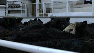 AgweekTV: Cattle Markets Reach Record Highs