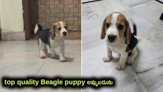 top quality beagle puppy for sale in telugu/ 93818 31383 /aj pets