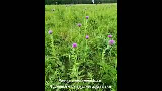 Leuzea carthamoides — adaptogen from the ginseng group