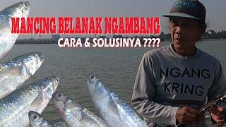 Mancing Belanak Mengambang, Caranya ???