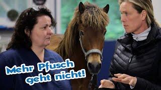 Pferd rastet durch falsche Behandlung völlig aus -Tierärzte können kein Blutbild lesen?